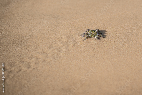atlantic ghost crab on sand