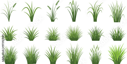 Green Grass Collection with Different Wild Lawn and Garden Plant Shapes Nature Vector Set Isolated on White Background