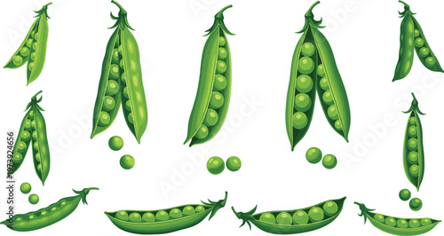 Hand Drawn Green Pea Pods and Seeds Vector Set with Detailed Botanical Illustration of Fresh Garden Vegetables Isolated on White Background