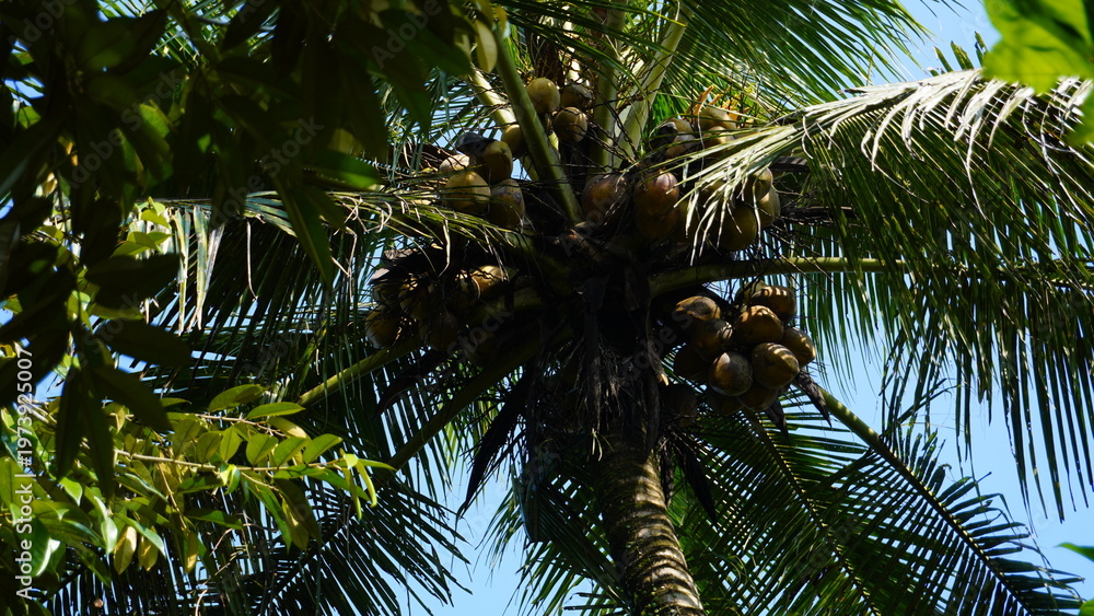 Fototapeta premium Looking up at a lush coconut palm tree with dense fronds and clusters of coconuts, capturing the natural beauty and tropical vibe. Ideal for nature-themed projects, tropical backgrounds, botanical