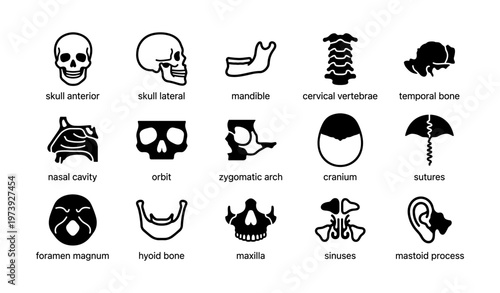 Human skull anatomy diagram - skeletal structures and bone components