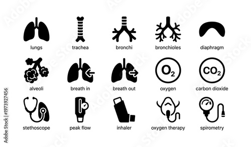 Respiratory system icons: lungs, trachea, bronchi, diaphragm, inhaler, stethoscope