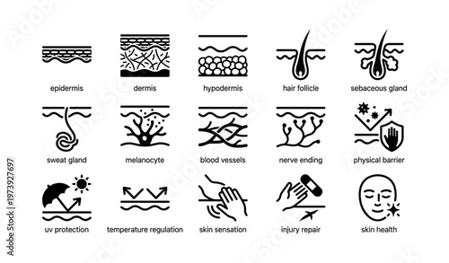 Icons depicting skin structure and functions including epidermis and dermis