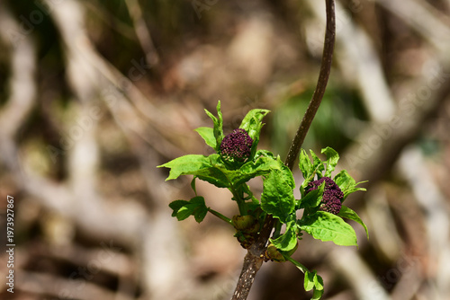 エゾニワトコの芽