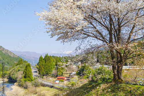 兵庫県養父市から寄贈された樽見の大桜（岐阜県本巣市）