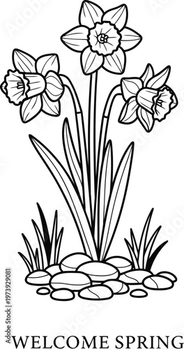 Daffodil Flowers Coloring Page for Kids Hand Drawn Vector Illustration Spring Garden Floral Art Lineart