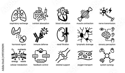 Human body functions and systems illustrated: metabolism, circulation, neural, muscular, sensory, immune