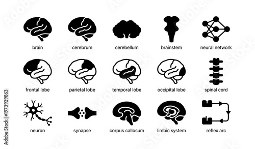 Collection of brain structure icons including lobes and neural pathways