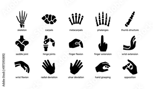 Skeleton anatomy: hand joints, bones, and movements diagram