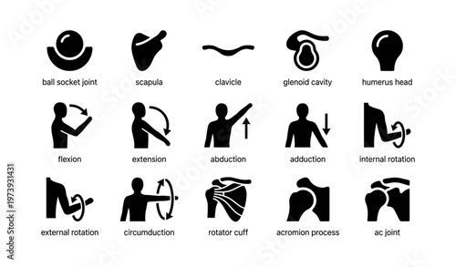 Shoulder anatomy and movement icons: ball socket, scapula, clavicle, flexion, rotation