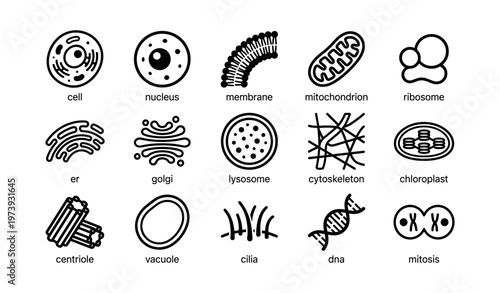 Illustration of cellular components and organelles with labels