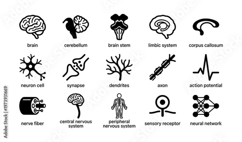 Neural system diagram: brain, neurons, and nervous system components