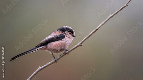 Long tailed tit perched on slender branch in soft natural light scene quiet