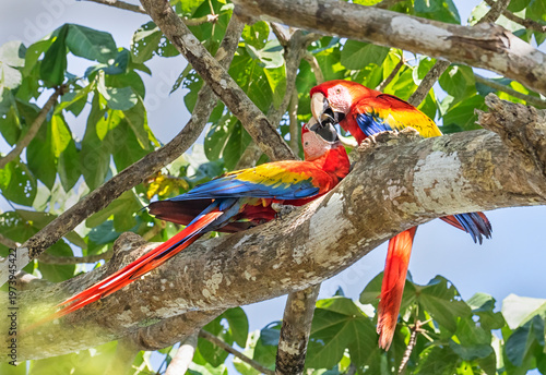 Pair of Scarlet Macaws (Ara macao) grooming in almond tree canopy, Corcovado National Park, Costa Rica