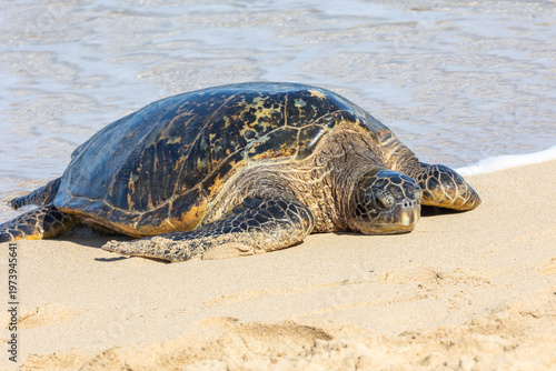 Pacific green sea turtle coming onto the beach in Maui