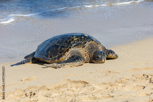 Pacific green sea turtle coming onto the beach in Maui