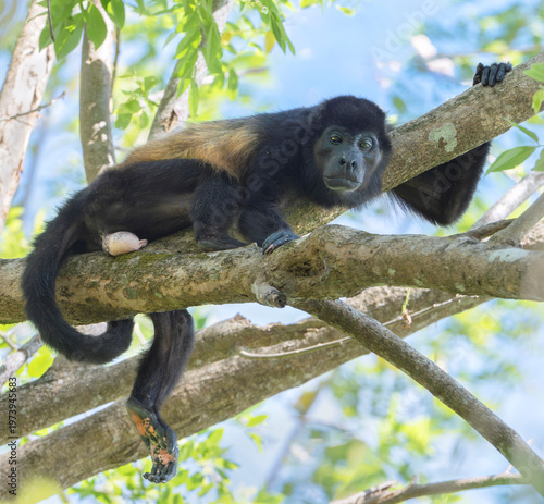 Mantled Howler Monkey (Alouatta palliata) in canopy, Corcovado National Park, Costa Rica