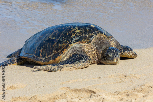 Pacific green sea turtle coming onto the beach in Maui