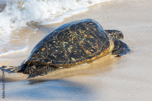 Pacific green sea turtle coming onto the beach in Maui
