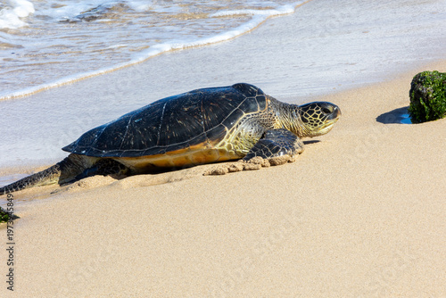 Pacific green sea turtle coming onto the beach in Maui