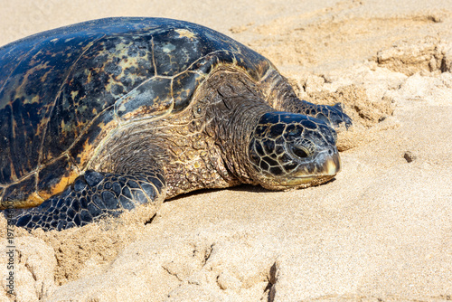 Pacific green sea turtle coming onto the beach in Maui
