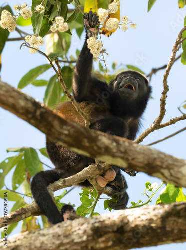 Mantled Howler Monkey (Alouatta palliata) feeding on flowers in canopy, Corcovado National Park, Costa Rica