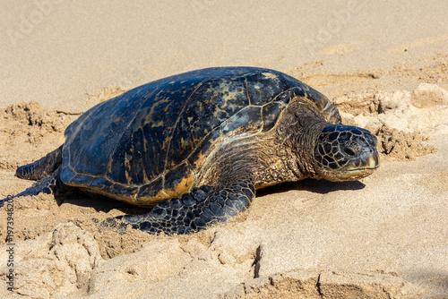 Pacific green sea turtle coming onto the beach in Maui