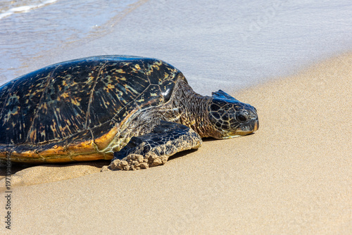 Pacific green sea turtle coming onto the beach in Maui