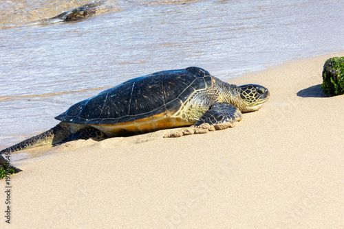 Pacific green sea turtle coming onto the beach in Maui