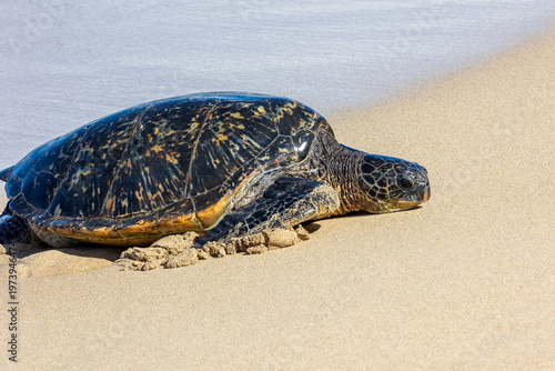 Pacific green sea turtle coming onto the beach in Maui