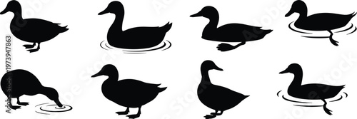 Photos Eight Silhouettes of Ducks in Water and on Land on White Background Keywords: si