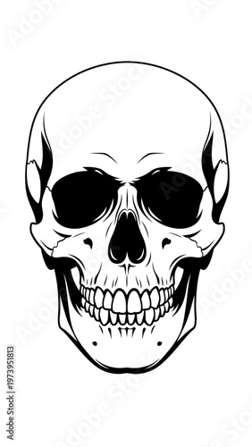 Human Skull Illustration Detailed Anatomy Drawing.