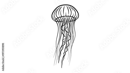 Black and White Illustration of Jellyfish.