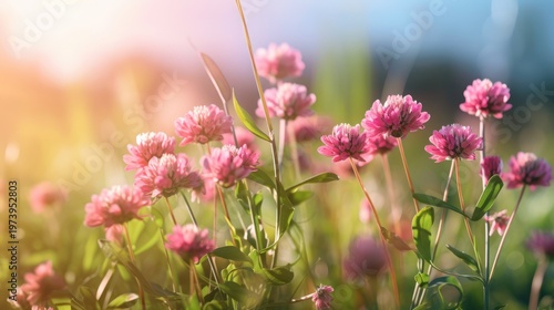 Bask in the warm, ethereal glow of vibrant pink clover blossoms swaying in a sunlit meadow.