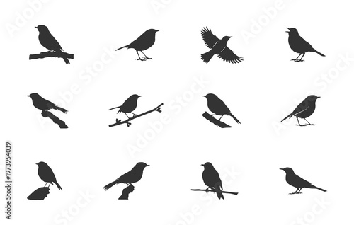 American robin silhouette, American robin svg, American robin clipart, Robin birds silhouette, Robin birds svg.