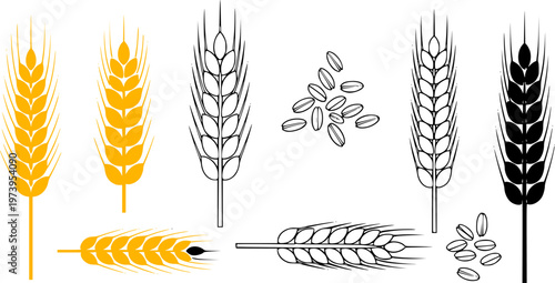 Wheat ears and grains vector set Collection of wheat ears and scattered grains vector illustrations in flat gold, black silhouette, and outline styles