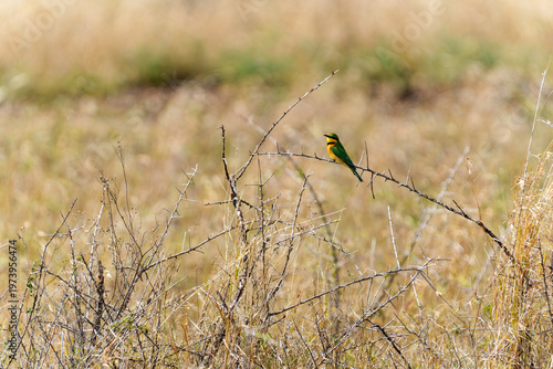 Foto Little Bee-eater (Merops pusillus) is a small, vividly colored bird frequently found in the Serengeti here sitting on dead thorny bush