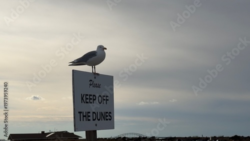 seagull on post