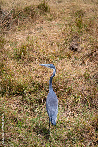 black-headed heron or ardea melanocephala bird standing in grass at ngorongoro crater national park of tanzania