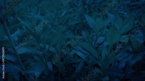 Insect POV Moving Through Plants In The Dark
