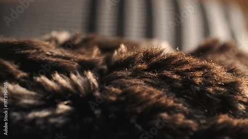 Brown furry animal closeup texture.