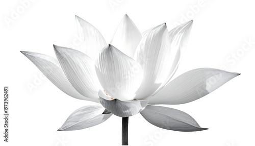 A white flower with large petals and a dark stem