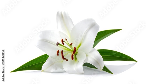 A white lily flower with green leaves on a plain background