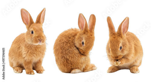 Three Adorable Orange Bunnies, Isolated on White Background, Various Poses