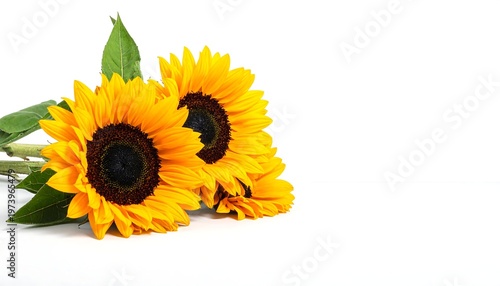 Two sunflowers with green leaves on white background