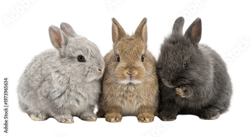 Three Adorable Baby Bunnies Trio - Gray, Brown, and Dark Gray Rabbits Isolated on White