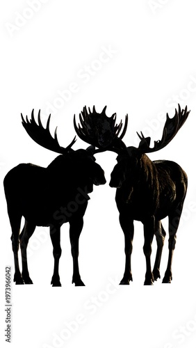 Two moose silhouettes facing each other