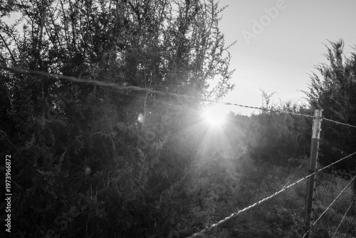 Barbed wire fence with sunset in background of scenic Texas pasture field in rural countryside, black and white image.