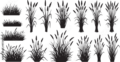 Various Black Silhouettes of Reeds and Grasses on White