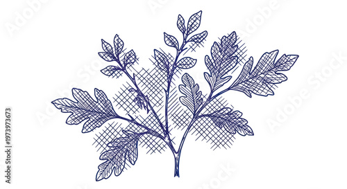 Detailed pen and ink drawing of a fern frond with intricate cross-hatching.